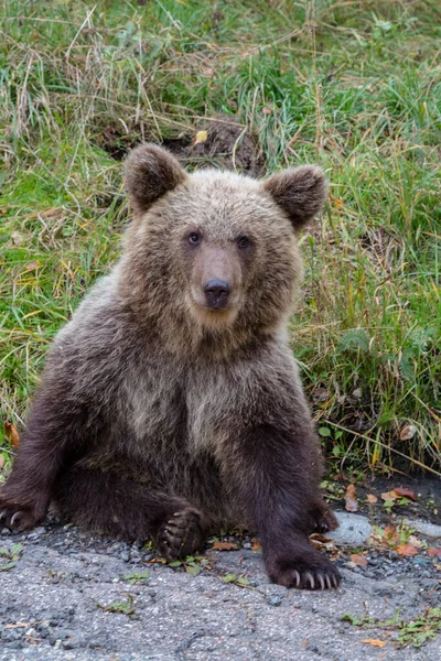 Retrato Urso Selvagem Jovem Floresta Com Pele Escura Focinho Vista — Fotografia de Stock