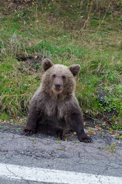 Μικρή Άγρια Αρκούδα Κάθεται Κοντά Στο Δρόμο Μεταφοράς Transfagaras Ρουμανία — Φωτογραφία Αρχείου