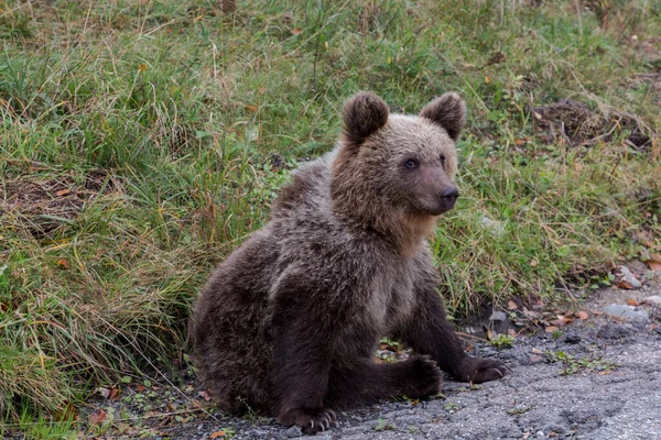 Retrato Urso Selvagem Jovem Floresta Com Pele Escura Transfagaras Roménia — Fotografia de Stock