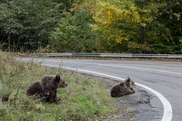 Mãe Pequeno Urso Selvagem Sentam Perto Estrada Transporte Transfagaras Roménia — Fotografia de Stock