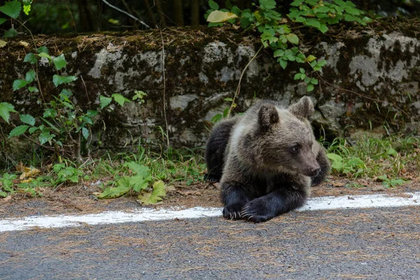 Retrato Jovem Urso Selvagem Fica Perto Estrada Transfagaras Roménia — Fotografia de Stock