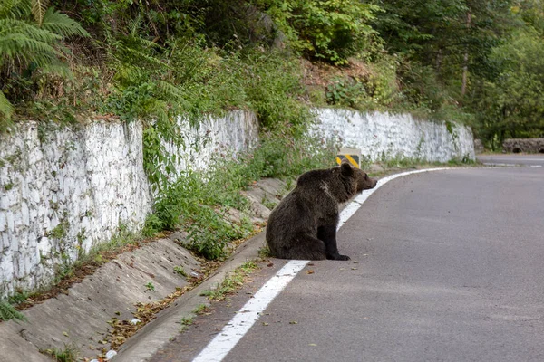 Retrato Jovem Urso Selvagem Senta Perto Estrada Transfagaras Roménia — Fotografia de Stock