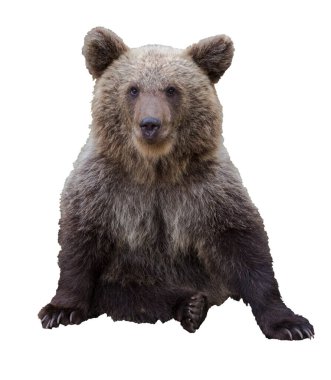 Beyaz arka planda kahverengi, yalnız bir ayı.