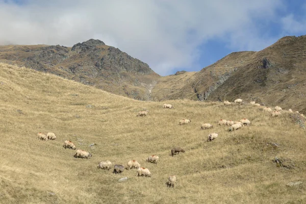 Des Troupeaux Moutons Paissent Dans Vallée Dans Contexte Des Montagnes — Photo