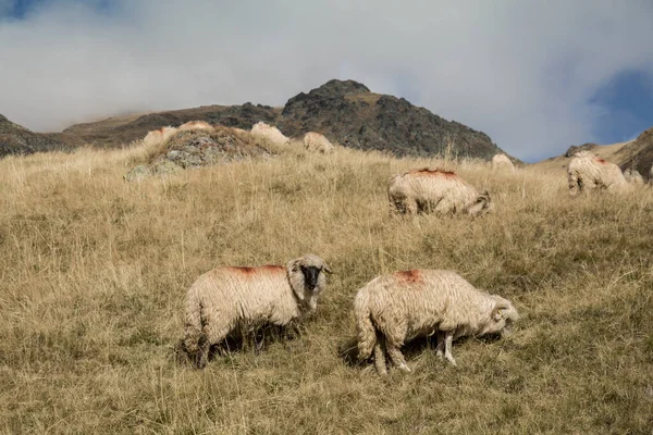 Schapen Grazen Een Weide Tegen Achtergrond Van Rotsachtige Transfagaras Mountains — Stockfoto