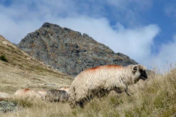 Moutons Pâturent Sur Une Prairie Dans Contexte Des Montagnes Rocheuses — Photo
