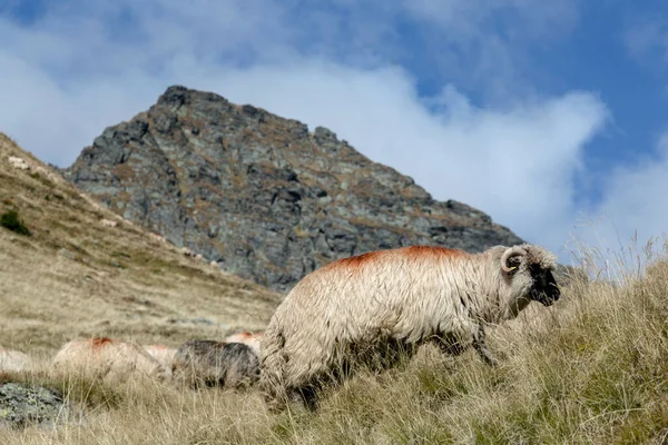 Schapen Grazen Een Weide Tegen Achtergrond Van Rotsachtige Bergen Van — Stockfoto