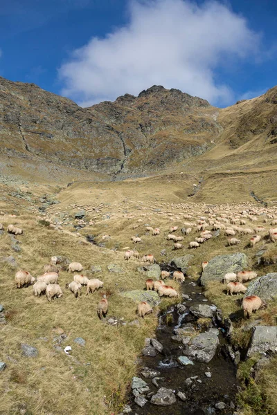 Des Troupeaux Moutons Traversent Ruisseau Dans Vallée Dans Contexte Des — Photo