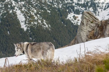 Ödül kazanan Sibirya Husky köpeği Karpatlar 'ın Ukrayna dağlarındaki karlı kış gününde çimlere bakıyor.