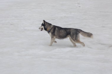 komik ve mutlu genç gri ve beyaz Sibirya Husky dağlarda kar üzerinde
