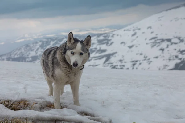 Viejo Perro Husky Siberiano Gris Mirando Hacia Adelante Día Invierno — Foto de Stock