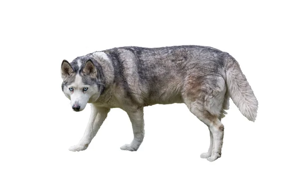 Perro Husky Siberiano Aislado Gris Sobre Fondo Blanco — Foto de Stock