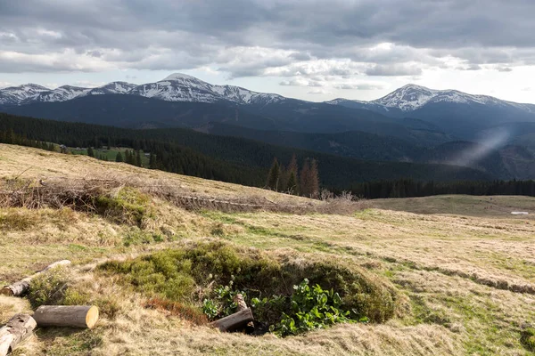 Prado Verde Floresta Frente Picos Nevados Montanhas Dos Cárpatos Ucrânia — Fotografia de Stock