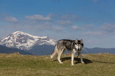 Karlı tepelerin önünde gri yürüyüş yapan Sibirya köpeği, Hoverla, Chornohora