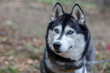 Gri Sibirya köpeğinin kafasının yakın plan fotoğrafı. Doğanın tadını çıkarıyor, Karpatlar.