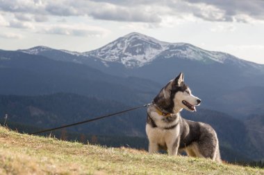 Bahar karları, Karpatlar, Ukrayna dağları ve dağlarla kaplı tepenin önündeki gri Sibirya köpeği.