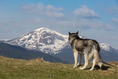 Karlı dağlara, Chornohora 'ya, Karpatlar' a, Ukrayna 'ya bakan gri Sibirya köpeği.