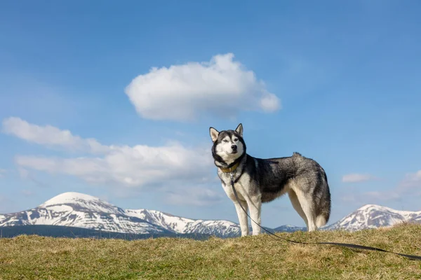 Καλή Πεζοπορία Siberian Husky Σκυλί Μπροστά Από Χιονισμένες Κορυφές Hoverla — Φωτογραφία Αρχείου