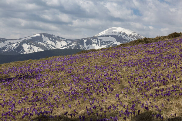 поле фиолетовых крокусов перед снежными вершинами, Карпаты, Украина