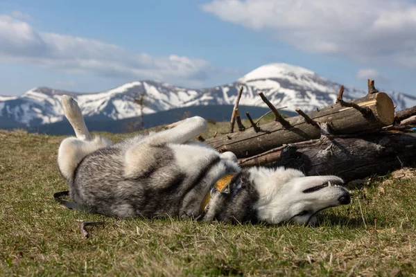 Feliz Perro Husky Siberiano Tendido Disfrutando Del Sol Frente Picos — Foto de Stock