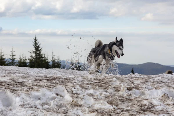 Собака Породы Хаски Бегает Играет Весенний Снег Горах Перед Соснами — стоковое фото