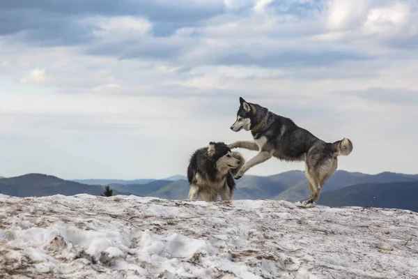 Две Собаки Бегают Играют Весенний Снег Горах Молодой Сибирский Хаски — стоковое фото