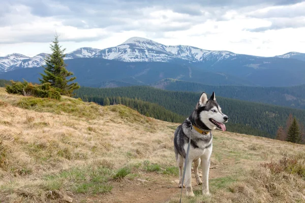 Happy Siberian Husky Dog Hiking Path Enjoying Carpathians Mountains Ukraine — Stock Photo, Image