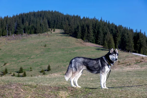 Chien Husky Sibérien Gris Sur Sentier Randonnée Profitant Chornohora Montagnes — Photo