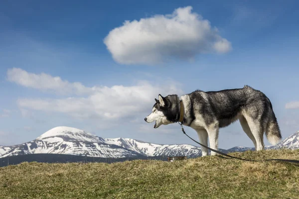 雪の山の前で自然の中で彼女の食べ物を食べる灰色のシベリアのハスキー犬 — ストック写真