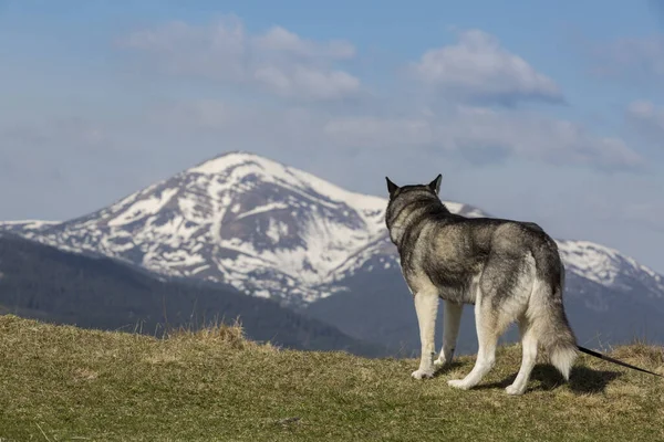 Chien Husky Sibérien Gris Regardant Vers Les Montagnes Enneigées Chornohora — Photo