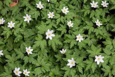 Yeşil yapraklı beyaz çiçeklerin güzel arkaplan deseni. Çiçekli Orman Anemone.