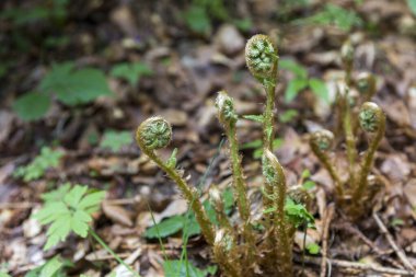 İlkbaharda ormanda açan eğreltiotu filizleri, Karpat Dağları, Ukrayna