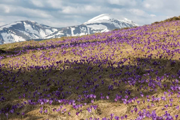 Поле Фиолетовых Крокусов Перед Снежными Вершинами Карпаты Украина — стоковое фото
