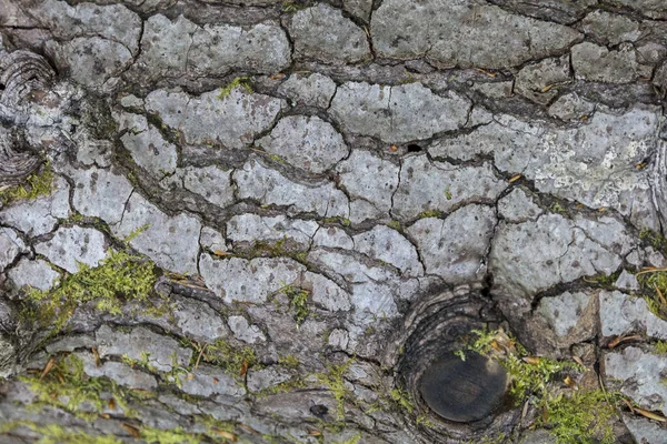 緑の苔で覆われた古い樹皮のマクロパターンを閉じると カルパチア人 — ストック写真