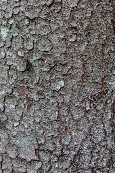 Spruce Tree Bark Close Exfoliating Bark Tree Light Gradient Natural — Stock Photo, Image