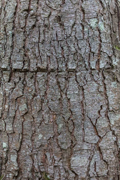 Granbark Nära Den Exfolierande Barken Trädet Ljus Lutning Naturlig Struktur — Stockfoto