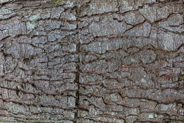 Casca Árvore Abeto Fechar Casca Esfoliante Gradiente Luz Árvore Textura — Fotografia de Stock
