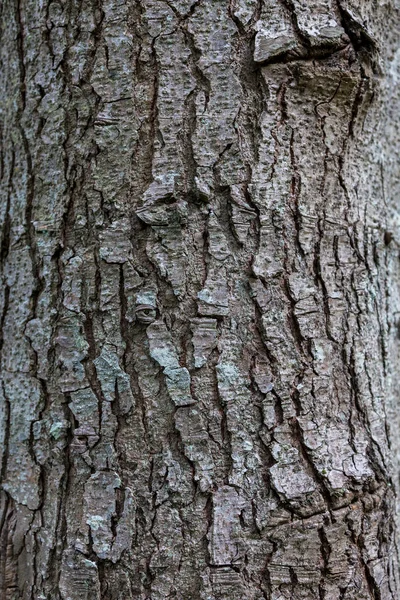 Spruce Tree Bark Close Exfoliating Bark Tree Light Gradient Natural — Stock Photo, Image