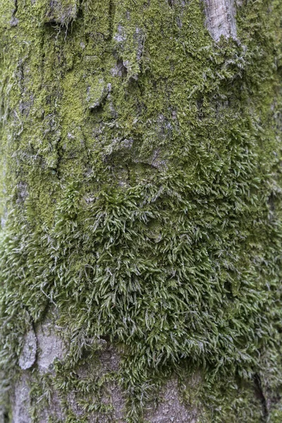Old Bark Macro Pattern Covered Green Moss Close Carpathians — Stock Photo, Image