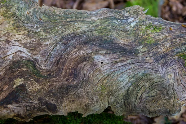 Old Wooden Background Black Patches Covered Green Moss Lichen — Stock Photo, Image