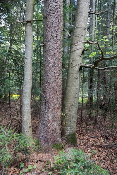 森の中の1か所から3本の木が育つ カルパチアの2つのブナやトウヒは — ストック写真