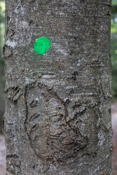 Φλοιός Από Ξύλο Οξιάς Υφή Μοτίβο Φόντου Close Μια Πράσινη — Φωτογραφία Αρχείου