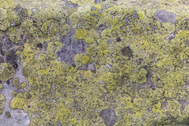 Karpatlar Gorgany Dağları 'nın liken oluşumlarına sahip bir kumtaşı. Gri ve sarı soyut kaya dokusu arkaplanı