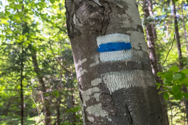 Туристический Маршрут Знак Дереве Окрашенный Белый Синий Направляющий Путь Туристической — стоковое фото