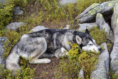 Güzel gri Sibirya Husky 'si ormanda uyuyor. Doğal geçmişi olan bir köpek..