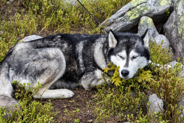 森の中で美しい灰色のシベリアのハスキー寝ています 自然を背景にした犬 — ストック写真