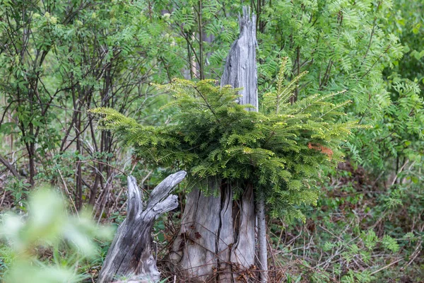 古い草 古い切り株や森の背景に野生の茂みの茂みに小さなクリスマスツリー — ストック写真