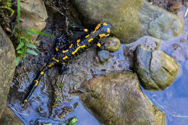 Fire salamander with yellow spots on the stone near the river in the Ukrainian Carpathian mountains