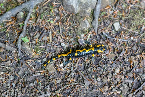 Огненная Саламандра Salamandra Salamandra Чёрная Амфибия Жёлтыми Пятнами Полосками Разной — стоковое фото