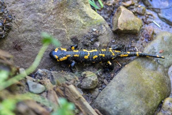 Fire salamander (Salamandra salamandra) - black amphibia with yellow spots or stripes to a varying degree